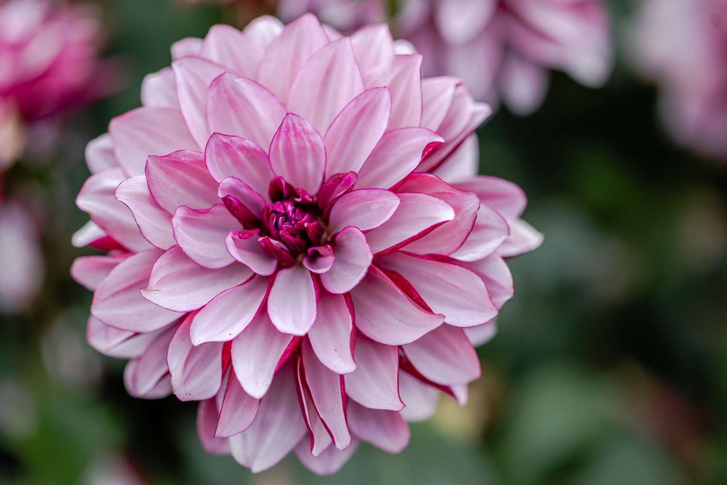 Dahlie 'Creme de Cassis'